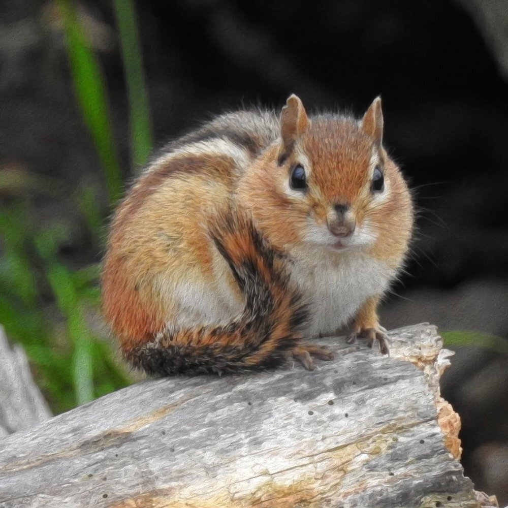 11x14 Cute Chipmunk Photography Oil Painting Art Print‎ - Picture 2 of 3